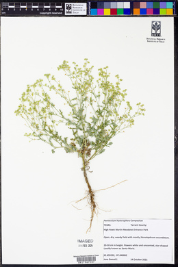 Parthenium hysterophorus image
