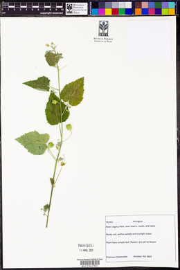 Abutilon fruticosum image