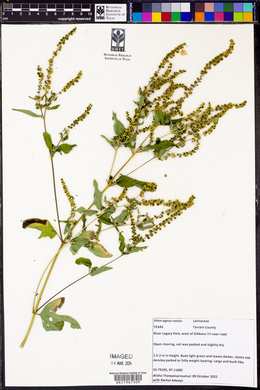 Vitex agnus-castus image
