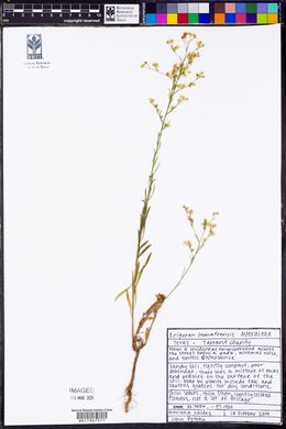 Erigeron sumatrensis image