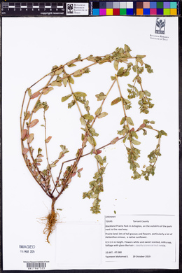 Chamaesyce hyssopifolia image