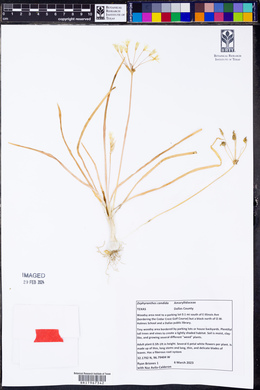 Zephyranthes candida image