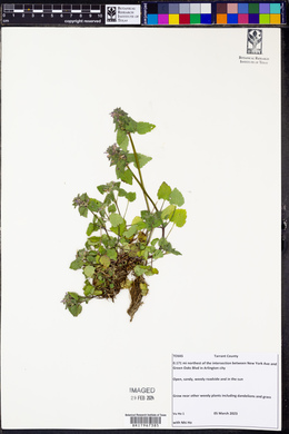 Lamium purpureum image