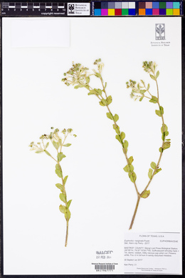 Euphorbia marginata image