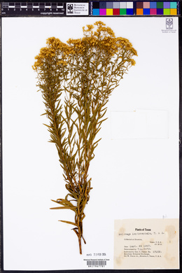 Euthamia leptocephala image