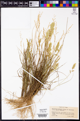 Eragrostis beyrichii image