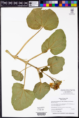 Proboscidea louisianica subsp. louisianica image