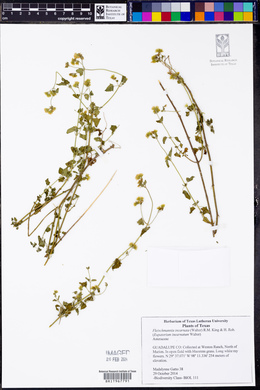 Fleischmannia incarnata image