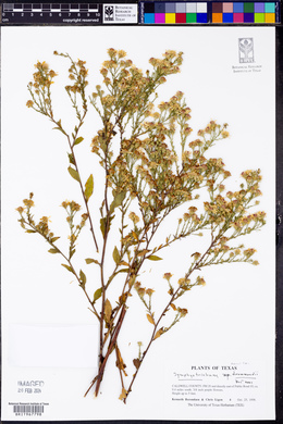 Symphyotrichum drummondii image