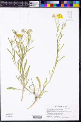 Psilostrophe gnaphalodes image