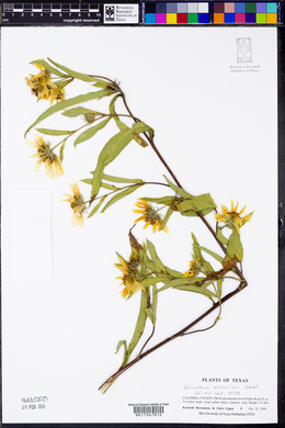 Helianthus maximiliani image