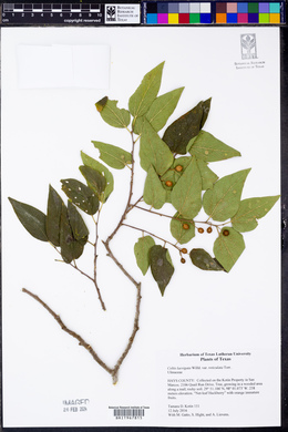 Celtis reticulata image