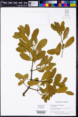 Phoradendron leucarpum subsp. tomentosum image