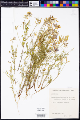 Astragalus macilentus image
