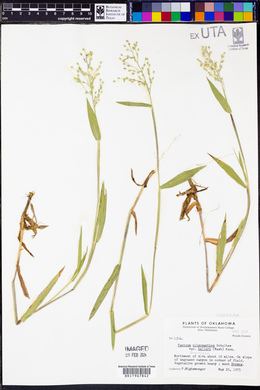 Dichanthelium helleri image