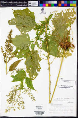 Chenopodiastrum simplex image
