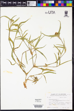 Commelina erecta var. angustifolia image