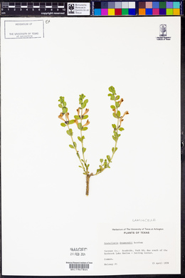 Scutellaria drummondii image