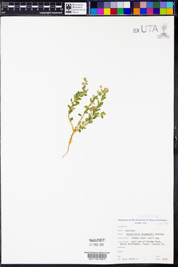 Scutellaria drummondii image