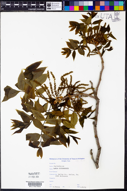 Carya illinoinensis image