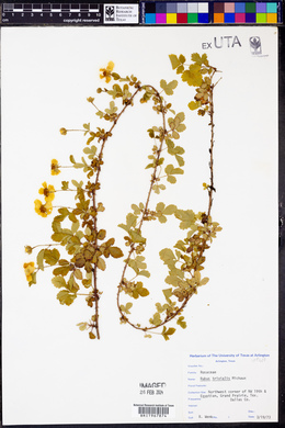 Rubus trivialis image