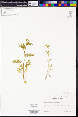 Image Associated With the Occurence