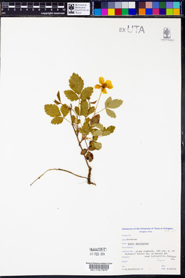Rubus aboriginum image