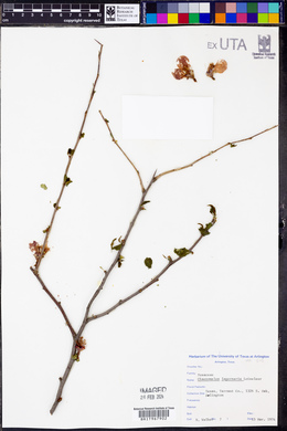 Chaenomeles lagenaria image