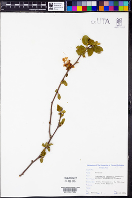 Chaenomeles lagenaria image