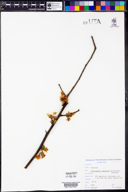 Chaenomeles lagenaria image
