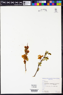 Chaenomeles lagenaria image