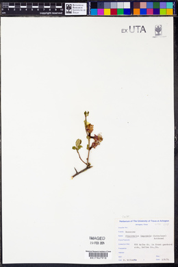 Chaenomeles lagenaria image