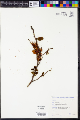 Chaenomeles lagenaria image
