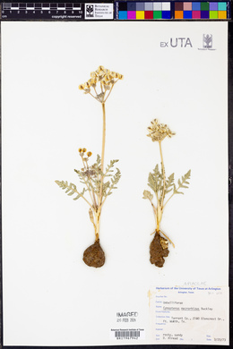 Vesper macrorhizus image