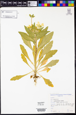 Lindheimera texana image
