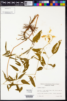 Clematis crispa image