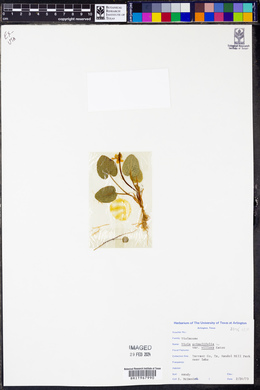 Viola primulifolia var. villosa image