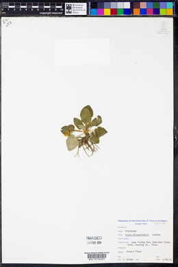 Viola missouriensis image