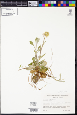 Antennaria fallax image