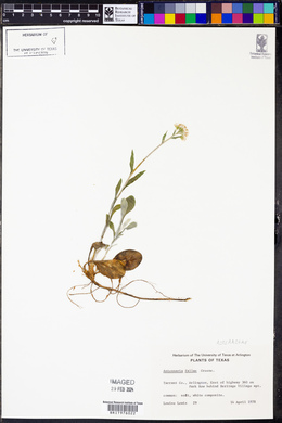 Antennaria fallax image