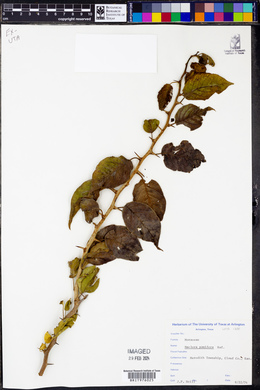 Maclura pomifera image