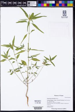 Euphorbia dentata image