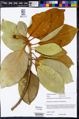 Magnolia grandiflora image