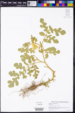 Solanum rostratum image