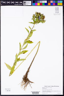 Hydrolea ovata image