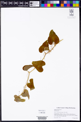 Smilax bona-nox image
