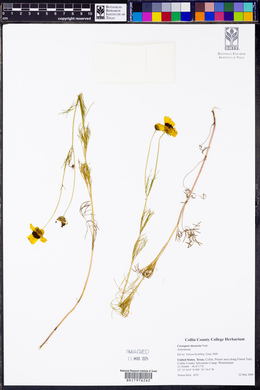 Coreopsis tinctoria image