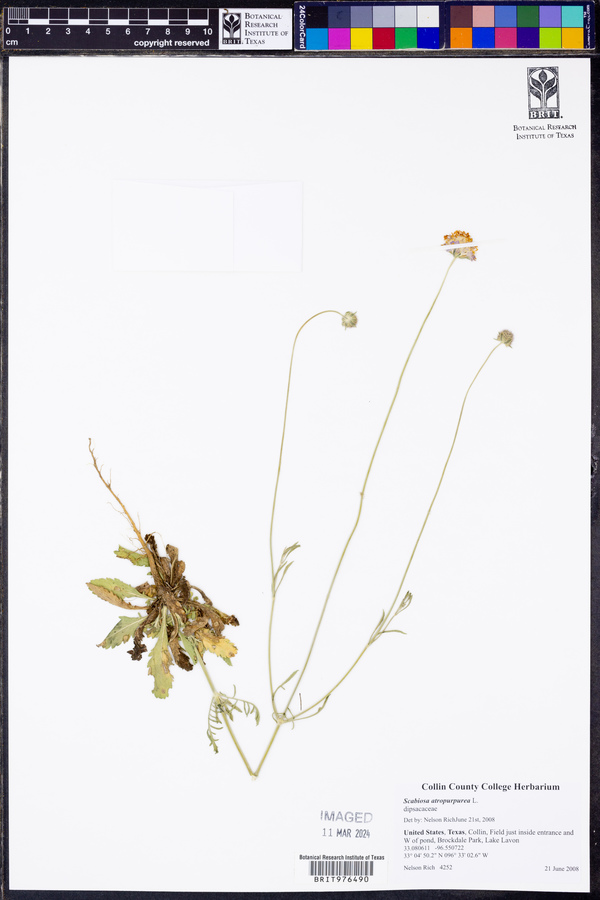 Scabiosa atropurpurea image