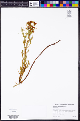 Hypericum sphaerocarpum image