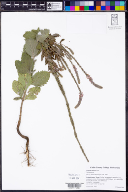 Verbena stricta image